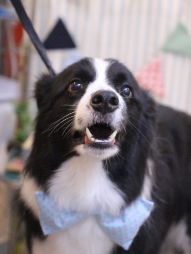 20250503ウィルくん